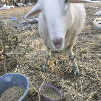 photo de livraison pour Chats Libres de Béziers