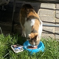 photo de livraison pour SADF (Sauvetage des animaux domestiques de France)