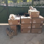 photo de livraison pour Cat Miaou
