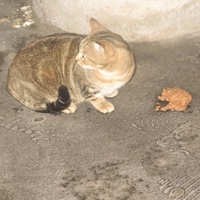 photo de livraison pour Chat Libre de l'Ile du Ramier