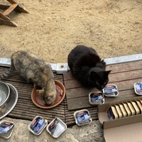 photo de livraison pour Les Chats Perchés de Mirmande