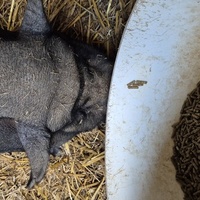 photo de livraison pour 4 Sabots et un Fer