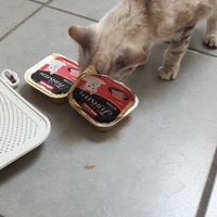 photo de livraison pour Les Chats libres de Fleurance