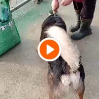 photo de livraison pour Udruženje za zaštitu životinja "Pongo"