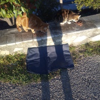 photo de livraison pour 4 Pattes 30