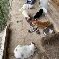photo de livraison pour SADF (Sauvetage des animaux domestiques de France)