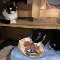 photo de livraison pour Les chats de chez nous
