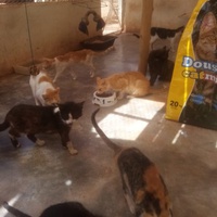 photo de livraison pour Help Adopt Moroccan Animals