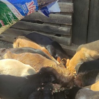 photo de livraison pour SPAS