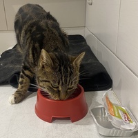 photo de livraison pour SADF (Sauvetage des animaux domestiques de France)