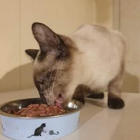 photo de livraison pour The Funny Farm Cat Rescue