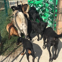 photo de livraison pour Društvo za zaštitu životinja "Bela"