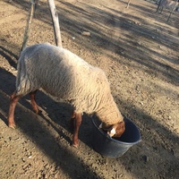 photo de livraison pour La Ferme des Zanimobiles