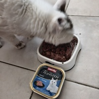 photo de livraison pour NAE-NUTTI - Les chats de la maison brûlée
