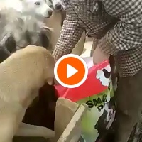 photo de livraison pour Animals voice Macedonia