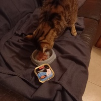 photo de livraison pour Les Amis de Michouette