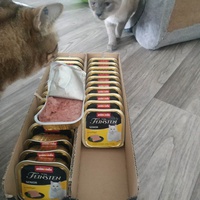 photo de livraison pour Les Pattounes de l'Espoir