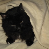 photo de livraison pour Chat Libre de l'Ile du Ramier