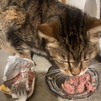 photo de livraison pour Chats-sos