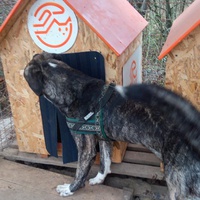 photo de livraison pour Refuge pour chiens de Baia Mare