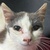 photo animal