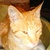 photo animal
