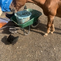 photo de livraison pour Espoir au Galop
