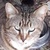 photo animal