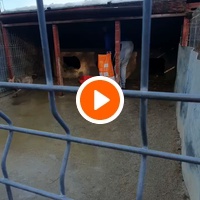 photo de livraison pour SOS Dogs Romania