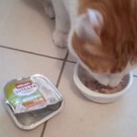 photo de livraison pour Hungry Cats14