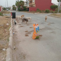 photo de livraison pour Comme Chiens et Chats Maroc