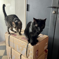photo de livraison pour Association C.A.T.S. Chat Animal Terrien Solidarité