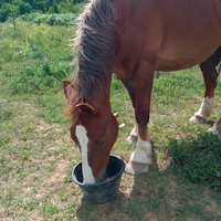 photo de livraison pour Equi-Libre : Droit à la Retraite Equine