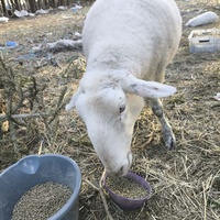 photo de livraison pour Chats Libres de Béziers