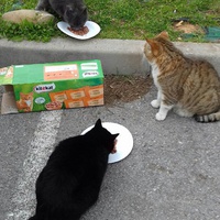 photo de livraison pour Les chats Port-Saint-Louisiens