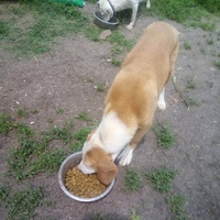 photo de livraison pour Serbian Society for the Protection of Animals - SSPA