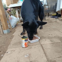 photo de livraison pour Chats Libres de Béziers