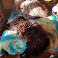 photo de livraison pour Ecole du Chat d’Arbois