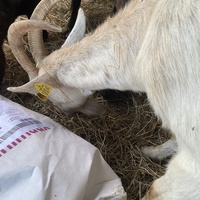 photo de livraison pour Espoir au Galop