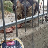 photo de livraison pour Les Chats-Pitresdelavi-Ste