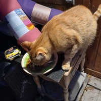 photo de livraison pour Les chats de chez nous