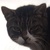 photo animal