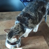 photo de livraison pour Ecole du Chat Libre de Caillerot