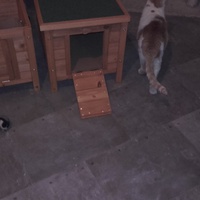 photo de livraison pour Les Chats Errants Du Montargois