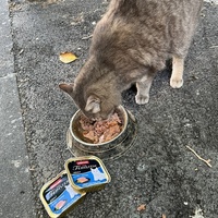 photo de livraison pour Les chats Port-Saint-Louisiens