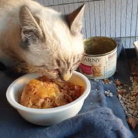 photo de livraison pour Association des Chats Camarguais