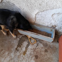 photo de livraison pour Asociația Bobitza's Ark Hunedoara