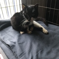 photo de livraison pour Chats Sans Toi de l'Omois