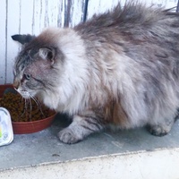 photo de livraison pour Bien vivre avec les Chats Sallélois