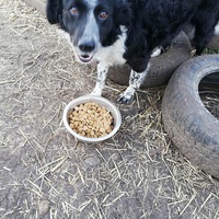 photo de livraison pour Serbian Society for the Protection of Animals - SSPA